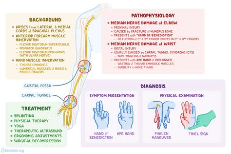 bottle test median nerve|median nerve location.